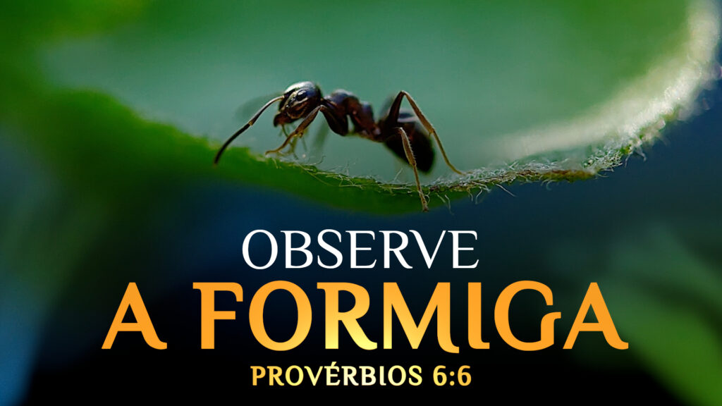 observe a formiga Provérbios 6:6