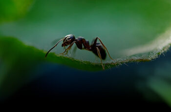 observe a formiga